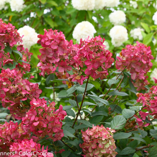 Hydrangea paniculata Little Quick Fire în ghiveci 10l ❤️ FloraPris