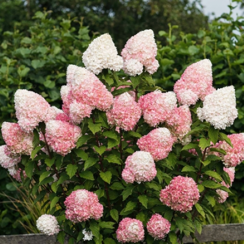 Hydrangea paniculata Royal Flower de vanzare la ghiveci 6l. Preț bun ❤️ FloraPris
