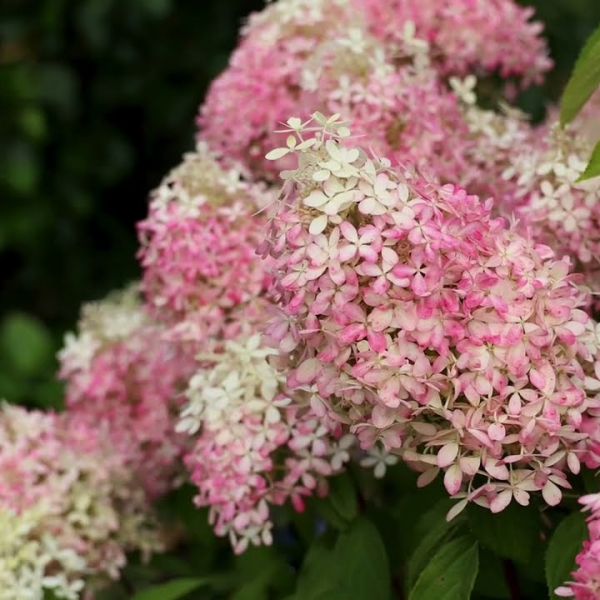 Hydrangeapaniculata Royal Flower în ghiveci 6l ❤️ FloraPris