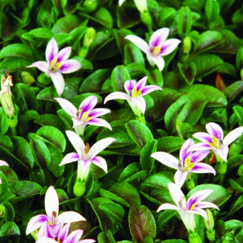 Hypsela Reniformis in ghiveci, preț bun. Acoperitor de sol ❤️ FloraPris Hypsela Reniformis in ghiveci, preț bun. Acoperitor de sol ❤️ FloraPris