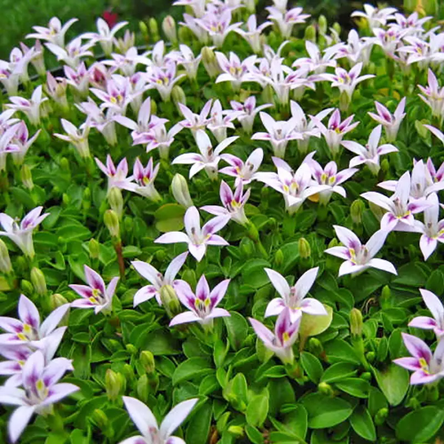 Hypsela Reniformis la ghiveci, preț bun. Acoperitor de sol ❤️ FloraPris