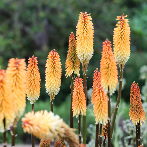 Kniphofia Tawny King de vanzare in ghiveci preț bun ❤️ FloraPris