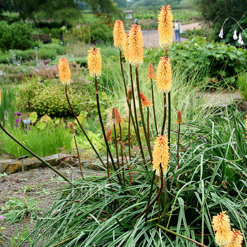 Kniphofia Tawny King de vanzare la ghiveci preț bun ❤️ FloraPris (2) Kniphofia Tawny King de vanzare la ghiveci preț bun ❤️ FloraPris (2)