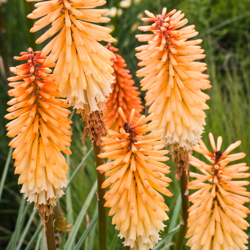 Kniphofia Tawny King de vanzare la ghiveci preț bun ❤️ FloraPris