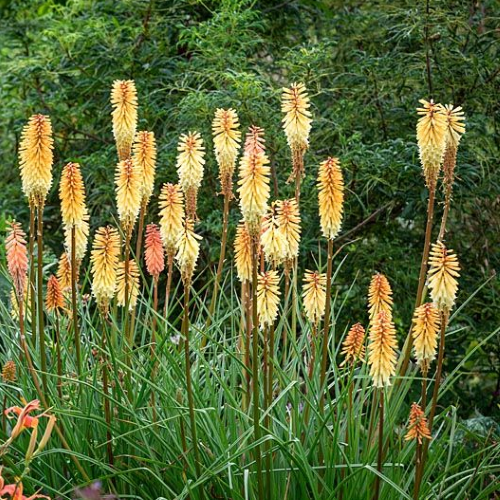 Kniphofia Tawny King de vanzare la ghiveci ❤️ FloraPris Kniphofia Tawny King de vanzare la ghiveci ❤️ FloraPris