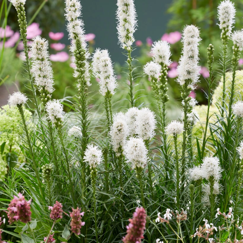 Liatris Floristan White de vanzare in ghiveci preț bun ❤️ FloraPris Liatris Floristan White de vanzare in ghiveci preț bun ❤️ FloraPris