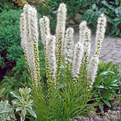 Liatris Floristan White de vanzare la ghiveci preț bun ❤️ FloraPris