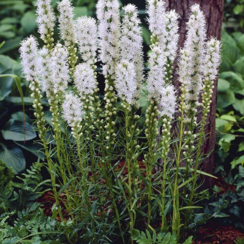 Liatris Floristan White de vanzare la ghiveci ❤️ FloraPris Liatris Floristan White de vanzare la ghiveci ❤️ FloraPris