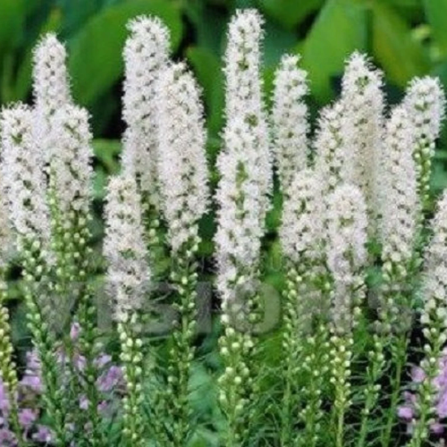 Liatris Floristan White la ghiveci preț bun ❤️ FloraPris Liatris Floristan White la ghiveci preț bun ❤️ FloraPris