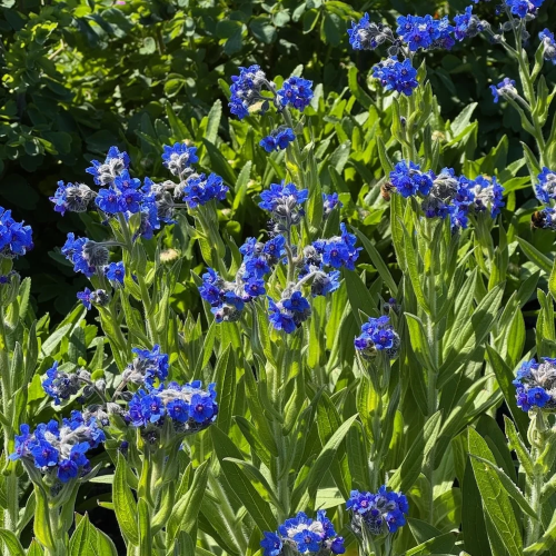 Lindelofia Fritz Pick de vânzare la ghiveci ❤️ FloraPris