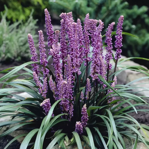 Liriope Royal Purple de vânzare la ghiveci, preț avantajos ❤️ FloraPris