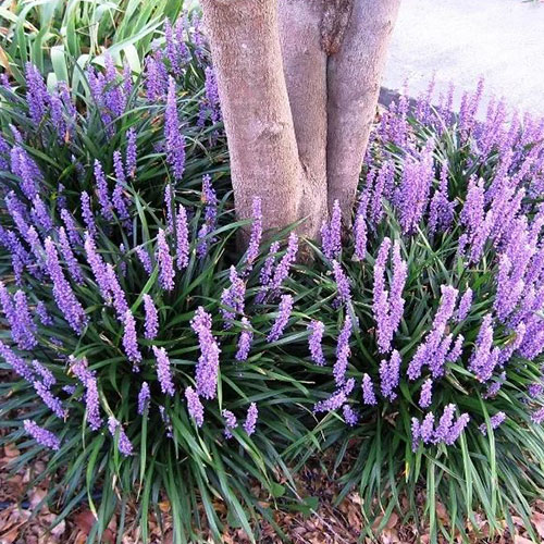 Liriope Royal Purple de vânzare la ghiveci, preț bun ❤️ FloraPris Liriope Royal Purple de vânzare la ghiveci, preț bun ❤️ FloraPris