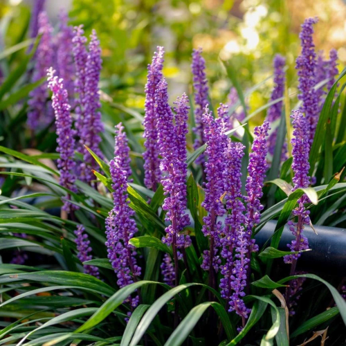 Liriope Royal Purple in ghiveci, preț bun ❤️ FloraPris