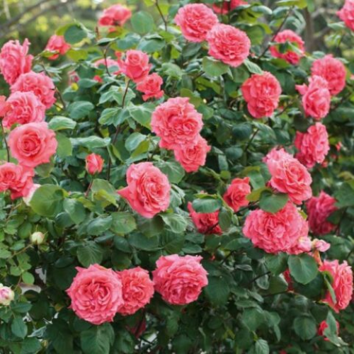 Rosa Dee Dee Bridgewater de vanzare la ghiveci de 6l, pret bun ❤️ FloraPris