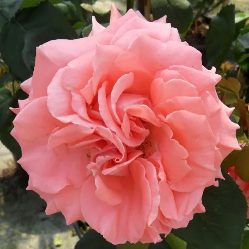 Rosa Dee Dee Bridgewater la ghiveci de 6l, pret avantajos ❤️ FloraPris Rosa Dee Dee Bridgewater la ghiveci de 6l, pret avantajos ❤️ FloraPris