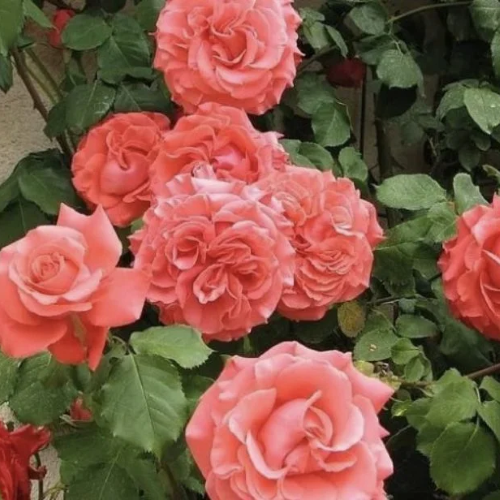 Rosa Dee Dee Bridgewater la ghiveci de 6l, pret bun ❤️ FloraPris