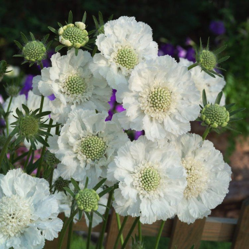 Scabiosa Miss Willmott de vânzare in ghiveci cu preț bun ❤️ FloraPris