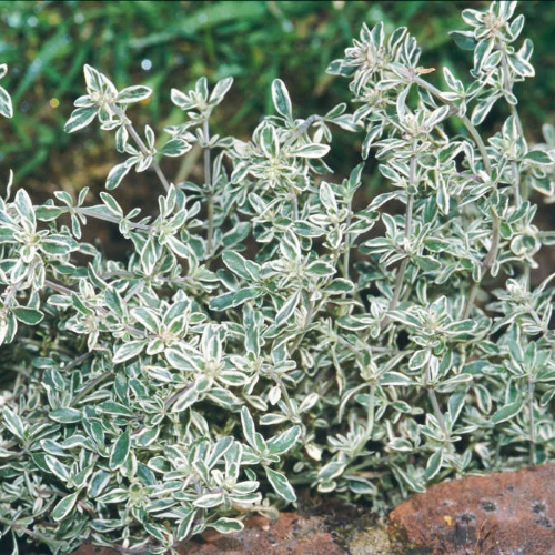 Thymus Citriodorus la ghiveci. Acoperitor de sol ❤️ FloraPris