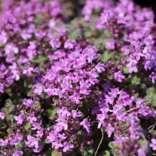 Thymus de vânzare in ghiveci, preț bun. Acoperitor de sol ❤️ FloraPris Thymus de vânzare in ghiveci, preț bun. Acoperitor de sol ❤️ FloraPris