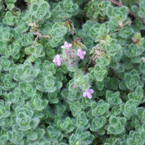 Thymus de vânzare la ghiveci, preț bun ❤️ FloraPris