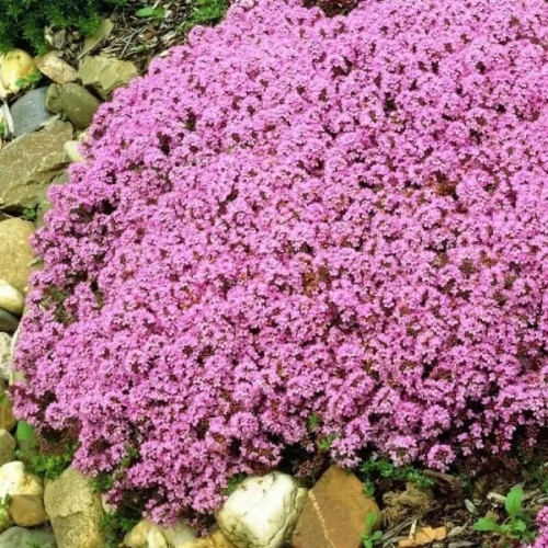 Thymus de vânzare la ghiveci, preț bun. Acoperitor de sol ❤️ FloraPris
