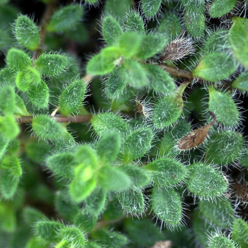Thymus de vânzare la ghiveci, preț mic. Acoperitor de sol ❤️ FloraPris