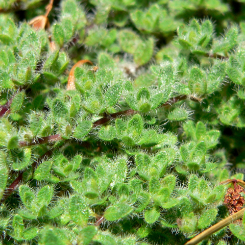 Thymus de vânzare la ghiveci,. Acoperitor de sol ❤️ FloraPris Thymus de vânzare la ghiveci,. Acoperitor de sol ❤️ FloraPris