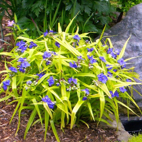 Tradescantia Sweet Kate de vanzare la ghiveci, preț bun ❤️ FloraPris