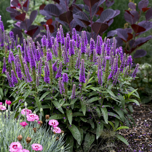 Veronica Purple de vanzare in ghiveci preț bun ❤️ FloraPris