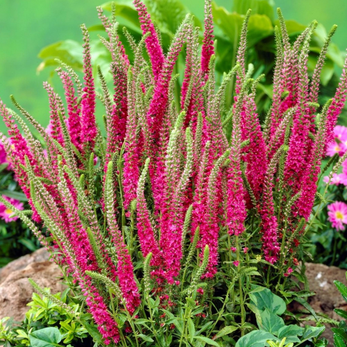 Veronica Rotfuchs de vanzare la ghiveci ❤️ FloraPris