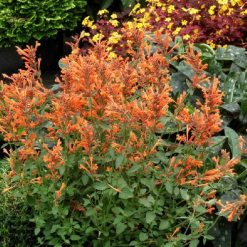 Agastache Kudos Mandarin de vanzare in ghiveci preț bun ❤️ FloraPris Agastache Kudos Mandarin de vanzare in ghiveci preț bun ❤️ FloraPris