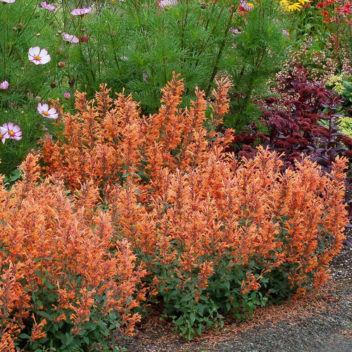 Agastache Kudos Mandarin de vanzare la ghiveci preț bun ❤️ FloraPris