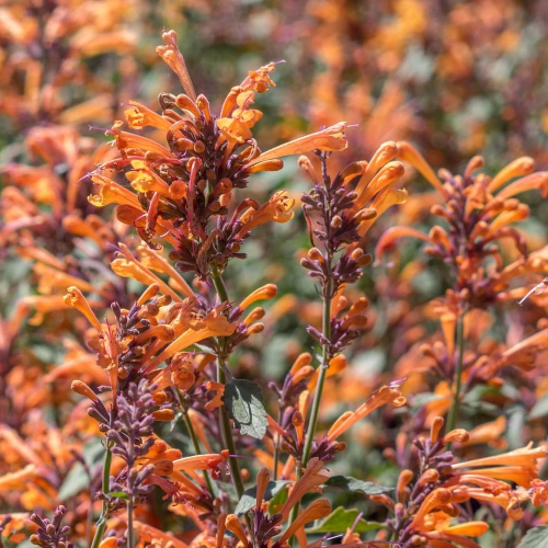 Agastache Kudos Mandarin de vanzare la ghiveci ❤️ FloraPris