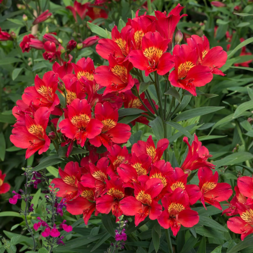 Alstroemeria Summer Pepper de vânzare în ghiveci, preț bun ❤️ FloraPris Alstroemeria Summer Pepper de vânzare în ghiveci, preț bun ❤️ FloraPris