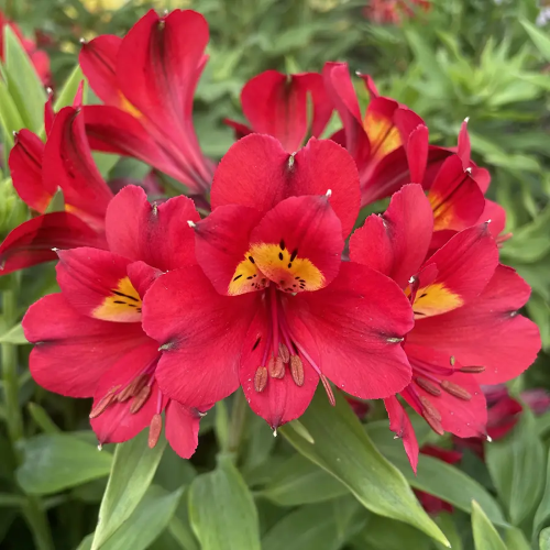 Alstroemeria Summer Pepper de vânzare la ghiveci, preț bun ❤️ FloraPris