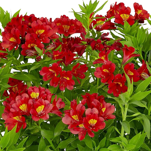 Alstroemeria Summer Pepper la ghiveci, preț bun ❤️ FloraPris Alstroemeria Summer Pepper la ghiveci, preț bun ❤️ FloraPris