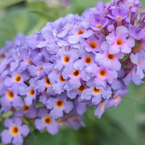 Buddleja Little Rockstars Blue in ghiveci, preț bun ❤️ FloraPris