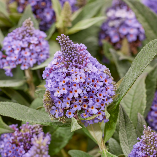 Buddleja Little Rockstars Blue la ghiveci, preț bun ❤️ FloraPris Buddleja Little Rockstars Blue la ghiveci, preț bun ❤️ FloraPris