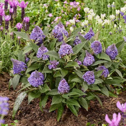 Buddleja Little Rockstars Blue la ghiveci, preț mic ❤️ FloraPris Buddleja Little Rockstars Blue la ghiveci, preț mic ❤️ FloraPris