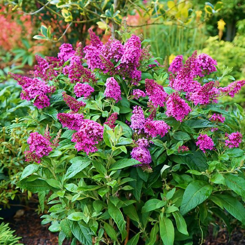 Buddleja roz Butterfly Candy Cerise la ghiveci ❤️ FloraPris Buddleja roz Butterfly Candy Cerise la ghiveci ❤️ FloraPris