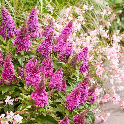Buddleja roz de vânzare în ghiveci, preț bun ❤️ FloraPris