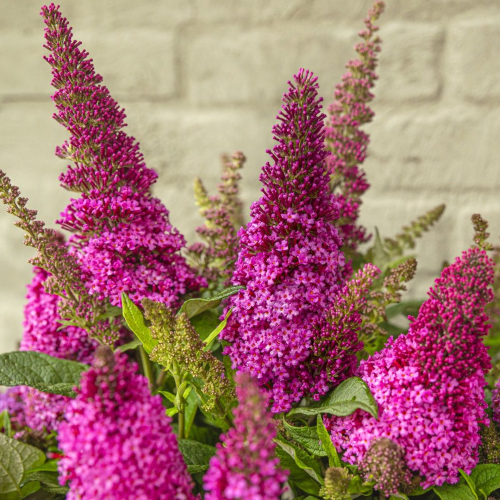 Buddleja roz de vânzare la ghiveci, preț bun ❤️ FloraPris