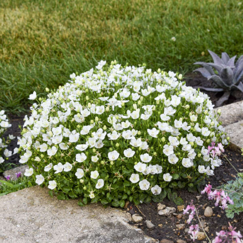Campanula Midnight Mini Marvels de vanzare la ghiveci, preț bun ❤️ FloraPris Campanula Midnight Mini Marvels de vanzare la ghiveci, preț bun ❤️ FloraPris