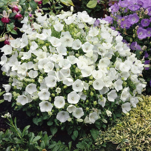 Campanula Midnight Mini Marvels in ghiveci, preț bun ❤️ FloraPris