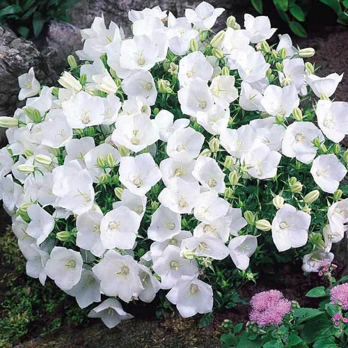 Campanula Midnight Mini Marvels la ghiveci, preț bun ❤️ FloraPris