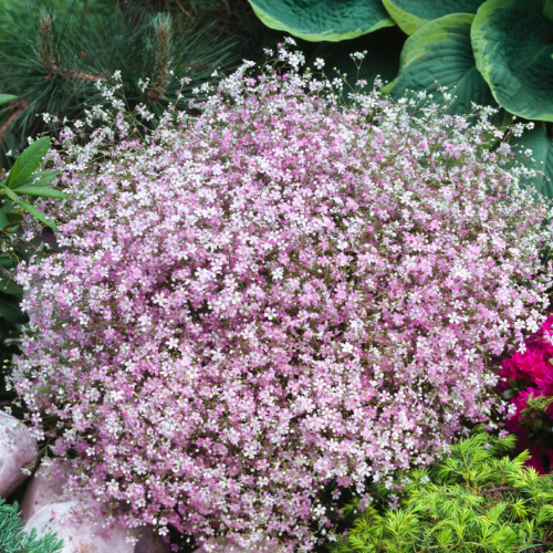 Gypsophila Knuddel de vanzare în ghiveci preț bun ❤️ FloraPris