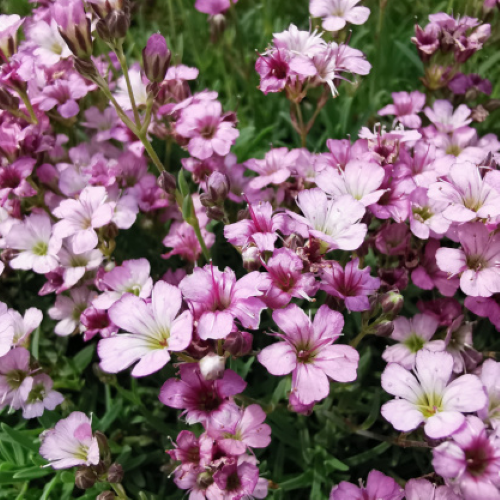 Gypsophila Knuddel de vanzare la ghiveci preț avantajos ❤️ FloraPris