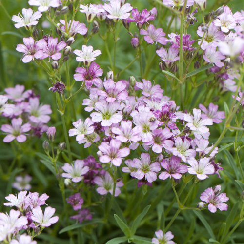 Gypsophila Knuddel de vanzare la ghiveci preț bun ❤️ FloraPris Gypsophila Knuddel de vanzare la ghiveci preț bun ❤️ FloraPris