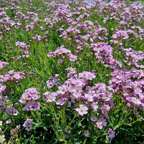 Gypsophila Knuddel în ghiveci preț bun ❤️ FloraPris Gypsophila Knuddel în ghiveci preț bun ❤️ FloraPris