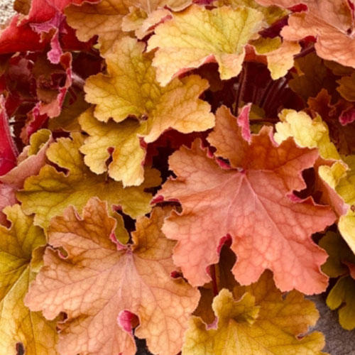 Heuchera Crazy Amber de vânzare în ghiveci, preț bun. Veșnic verde ❤️ FloraPris